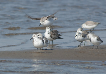 Sanderling (Calidris alba)