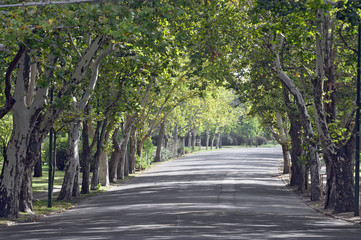 Tree trunk and road in the park