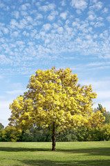 Yellow autumn tree in the park vertical
