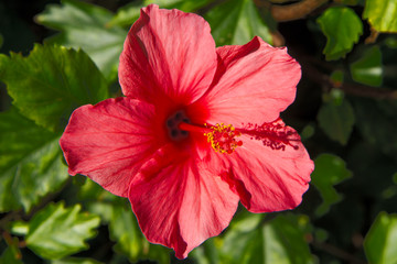 Flower Hibiscus.