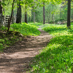 Footpath in a summer park
