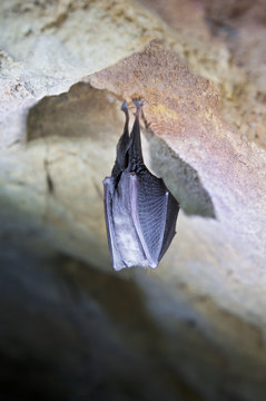 Bat hanging on rock