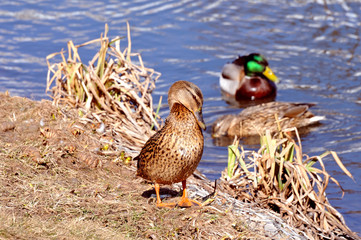 Wild duck