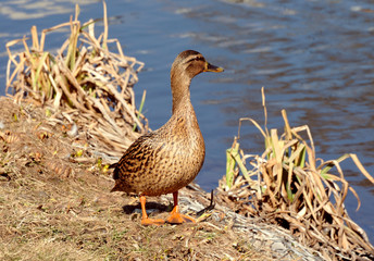 Wild duck
