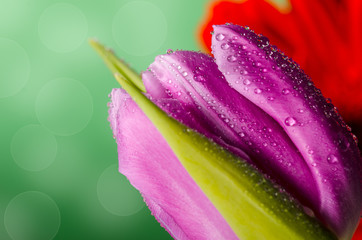 Tulip and rain