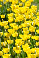 Yellow tulips in garden