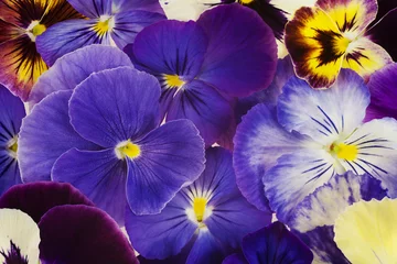 Fotobehang Viooltjes viooltje