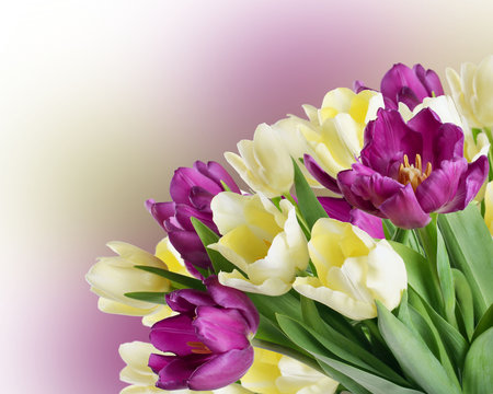bouquet from yellow and purple tulips