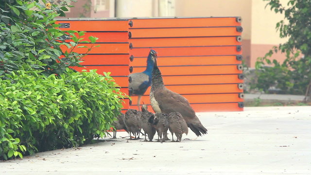 Peacock Family. Mumbai. India - March 2013.