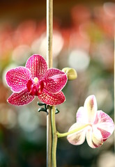 orchidea