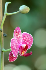 orchidea
