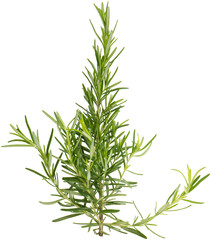 Obraz premium twig of rosemary