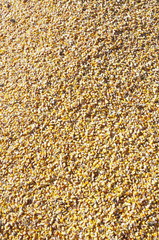 Grains of corn detailed