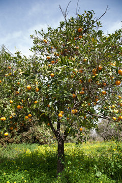 Aranceto in Calabria