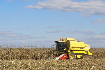 Obraz premium Corn harvesting