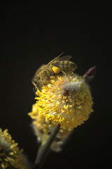 Weidenkaetzchen; Biene; Pollenhoeschen; Apis;