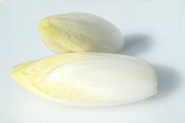 Chicoree, Cichorium,