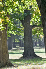 Fototapeta na wymiar Park detail with tree trunks