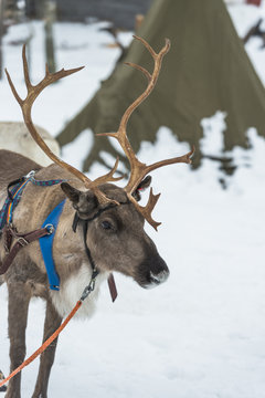 Reindeer standing in the snow