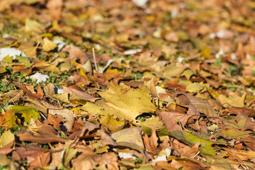 Obraz premium City park in autumn,getafe,madrid