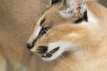 Caracal