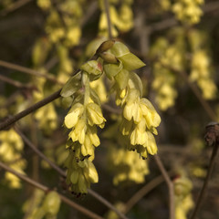 Chinesische; Scheinhasel, Corylopsis spicata, S