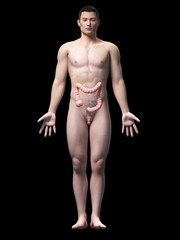 Fototapeta premium illustration of the colon of an asian male guy