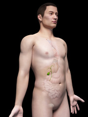 illustration of the gallbladder of an asian male guy