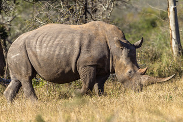 Obraz premium Rhino Bull Animal Wildlife