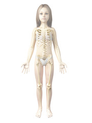 anatomy of a young girl - skeleton