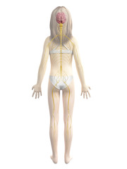 Fototapeta premium anatomy of a young girl - nervous system