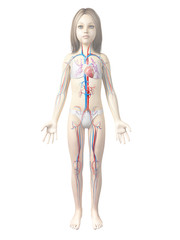 anatomy of a young girl - vascular system