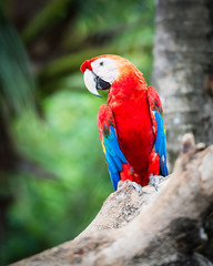 Scarlet macaw