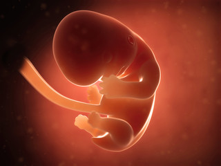 medical illustration of a human fetus month 2