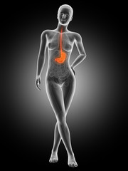 medical illustration of the female stomach