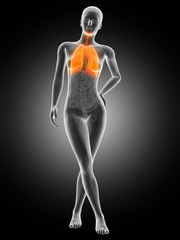medical illustration of the female lung