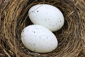 Vogelnest mit 2 Eiern