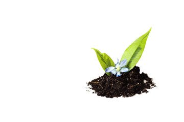 plant growing