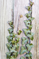 Creeping ivy on a wooden fence