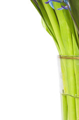 Obraz premium green stems, nature