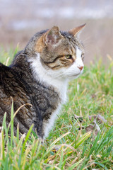Cat in the grass 1