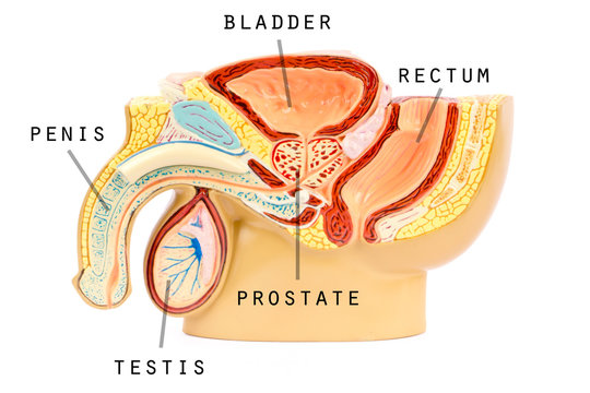 Male genital anatomy