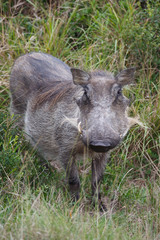 Fototapeta premium Female Warthog