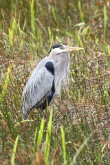 Fototapeta premium Great Blue Heron (Ardea Herodias)