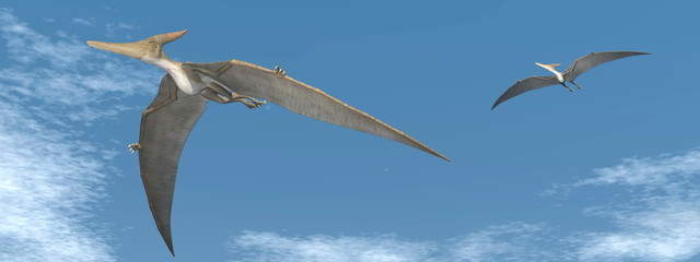 Fototapeta premium Pteranodon latające dinozaury - renderowania 3D