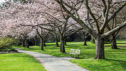 Cherry Blossom at the park