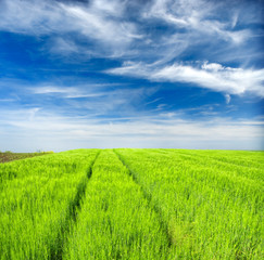 Obraz premium green wheat field and blue cloudy sky
