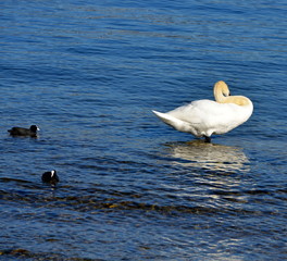 Fototapeta premium cygne
