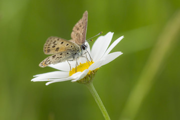 Sooty copper butterfly on a oxeye daisy