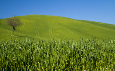 Obraz premium blu sky and green in Umbra, Toscana
